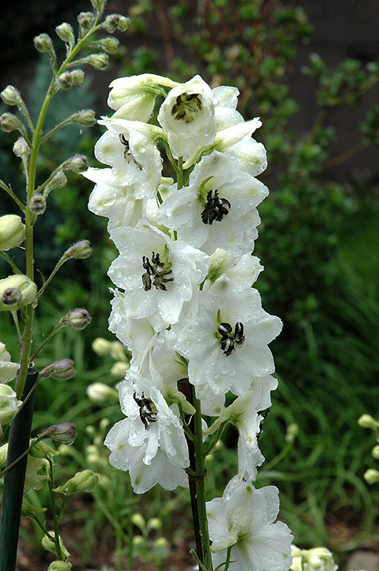 Black Eyed Angels Larkspur Delphinium Black Eyed Angels In Sauk