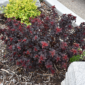 Plant Photo 7