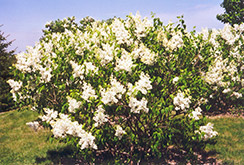 Mount Baker Lilac (Syringa x hyacinthiflora 'Mount Baker') at Tree Top Nursery & Landscaping
