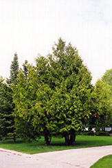 Arborvitae (Thuja occidentalis) at Tree Top Nursery & Landscaping