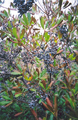 Northern Bayberry (Myrica pensylvanica) at Tree Top Nursery & Landscaping