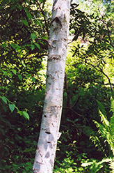 Whitespire Birch (Betula populifolia 'Whitespire') at Tree Top Nursery & Landscaping
