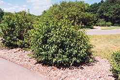 Bailey Compact Amur Maple (Acer ginnala 'Bailey Compact') at Tree Top Nursery & Landscaping