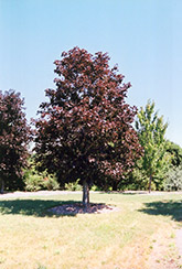 Royal Red Norway Maple (Acer platanoides 'Royal Red') at Tree Top Nursery & Landscaping