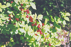Nanking Cherry (Prunus tomentosa) at Tree Top Nursery & Landscaping