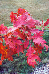 Red Oak (Quercus rubra) at Tree Top Nursery & Landscaping