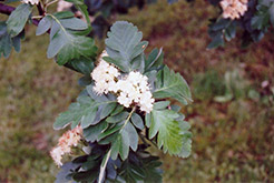 Oakleaf Mountain Ash (Sorbus x hybrida) at Tree Top Nursery & Landscaping