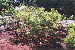Northland Blueberry (Vaccinium corymbosum 'Northland') at Tree Top Nursery & Landscaping