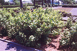 Consort Black Currant (Ribes nigrum 'Consort') at Tree Top Nursery & Landscaping