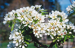 Ure Pear (Pyrus 'Ure') at Tree Top Nursery & Landscaping