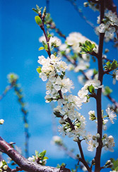 Mount Royal Plum (Prunus 'Mount Royal') at Tree Top Nursery & Landscaping