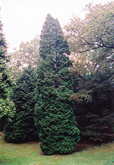 Hetz Wintergreen Arborvitae (Thuja occidentalis 'Hetz Wintergreen') at Tree Top Nursery & Landscaping