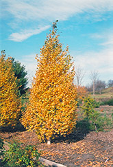 Whitespire Birch (Betula populifolia 'Whitespire') at Tree Top Nursery & Landscaping