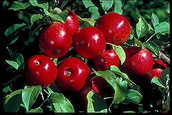 Haralson Apple (Malus 'Haralson') at Tree Top Nursery & Landscaping