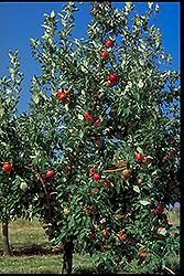 Zestar Apple (Malus 'Zestar') at Tree Top Nursery & Landscaping