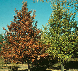 Prairie Stature Oak (Quercus x bimundorum 'Midwest') at Tree Top Nursery & Landscaping