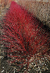 Little Rebel Dogwood (Cornus alba 'Jefreb') at Tree Top Nursery & Landscaping