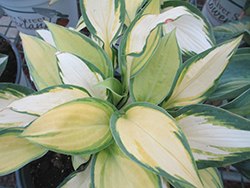 Happy Dayz Hosta (Hosta 'Happy Dayz') at Tree Top Nursery & Landscaping