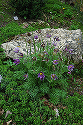 Pasqueflower (Pulsatilla vulgaris) at Tree Top Nursery & Landscaping