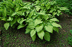 Gold Standard Hosta (Hosta 'Gold Standard') at Tree Top Nursery & Landscaping