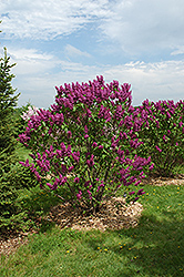 Ludwig Spaeth Lilac (Syringa vulgaris 'Ludwig Spaeth') at Tree Top Nursery & Landscaping