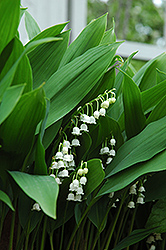 Lily-Of-The-Valley (Convallaria majalis) at Tree Top Nursery & Landscaping