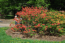 Mandarin Lights Azalea (Rhododendron 'Mandarin Lights') at Tree Top Nursery & Landscaping