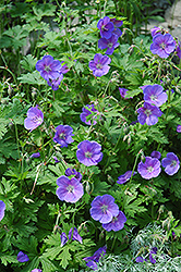 Johnson's Blue Cranesbill (Geranium 'Johnson's Blue') at Tree Top Nursery & Landscaping