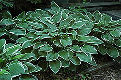 Francee Hosta (Hosta 'Francee') at Tree Top Nursery & Landscaping