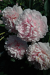 Sarah Bernhardt Peony (Paeonia 'Sarah Bernhardt') at Tree Top Nursery & Landscaping