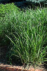Switch Grass (Panicum virgatum) at Tree Top Nursery & Landscaping