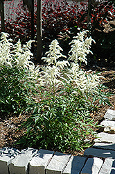 Deutschland Astilbe (Astilbe japonica 'Deutschland') at Tree Top Nursery & Landscaping