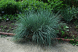 Blue Oat Grass (Helictotrichon sempervirens) at Tree Top Nursery & Landscaping