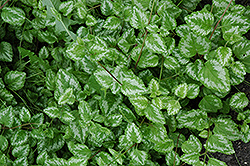 Variegatum Yellow Archangel (Lamiastrum galeobdolon 'Variegatum') at Tree Top Nursery & Landscaping