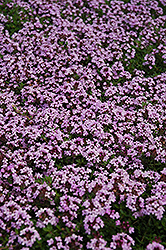 Red Creeping Thyme (Thymus praecox 'Coccineus') at Tree Top Nursery & Landscaping