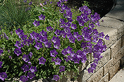 Blue Clips Bellflower (Campanula carpatica 'Blue Clips') at Tree Top Nursery & Landscaping