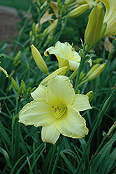 Happy Ever Appster Happy Returns Daylily (Hemerocallis 'Happy Returns') at Tree Top Nursery & Landscaping