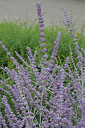 Russian Sage (Perovskia atriplicifolia) at Tree Top Nursery & Landscaping