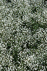 Common Baby's Breath (Gypsophila paniculata) at Tree Top Nursery & Landscaping