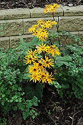 Desdemona Rayflower (Ligularia dentata 'Desdemona') at Tree Top Nursery & Landscaping
