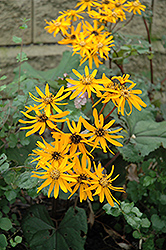Desdemona Rayflower (Ligularia dentata 'Desdemona') at Tree Top Nursery & Landscaping