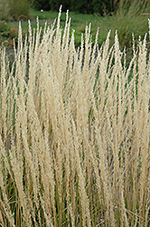 Karl Foerster Reed Grass (Calamagrostis x acutiflora 'Karl Foerster') at Tree Top Nursery & Landscaping