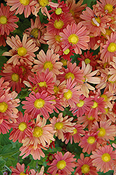 Coral Daisy Chrysanthemum (Chrysanthemum 'Coral Daisy') at Tree Top Nursery & Landscaping