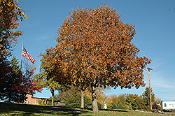 Autumn Splendor Buckeye (Aesculus 'Autumn Splendor') at Tree Top Nursery & Landscaping