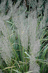 Korean Reed Grass (Calamagrostis brachytricha) at Tree Top Nursery & Landscaping