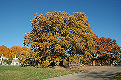 Bur Oak (Quercus macrocarpa) at Tree Top Nursery & Landscaping