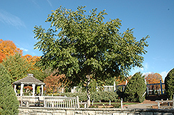His Majesty Cork Tree (Phellodendron 'His Majesty') at Tree Top Nursery & Landscaping