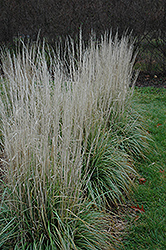 Avalanche Reed Grass (Calamagrostis x acutiflora 'Avalanche') at Tree Top Nursery & Landscaping