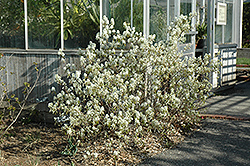 Regent Saskatoon (Amelanchier alnifolia 'Regent') at Tree Top Nursery & Landscaping