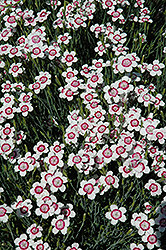 Arctic Fire Maiden Pinks (Dianthus deltoides 'Arctic Fire') at Tree Top Nursery & Landscaping